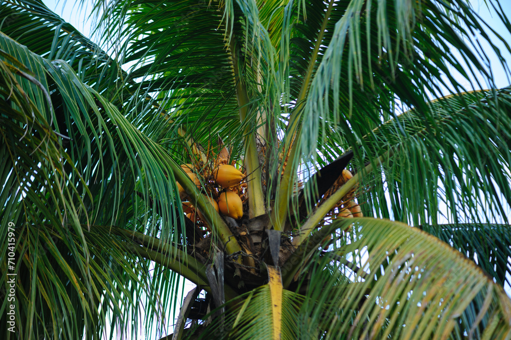 Fototapeta premium Coconut fruits grow on tree