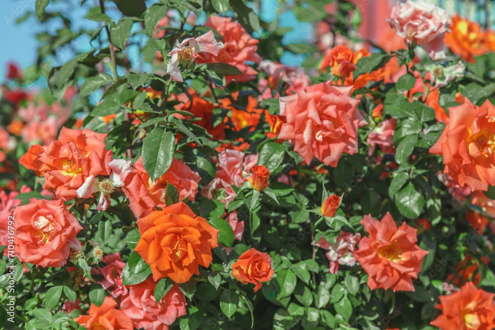Beautiful orange rose.Rose bush in the park in autumn.