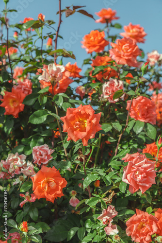 Beautiful orange rose.Rose bush in the park in autumn.