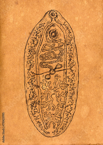 Hand-drawn pen ink illustration of Fasciolopsis buski on aged paper, reminiscent of medieval medical drawings, showcasing this parasitic flatworm. photo