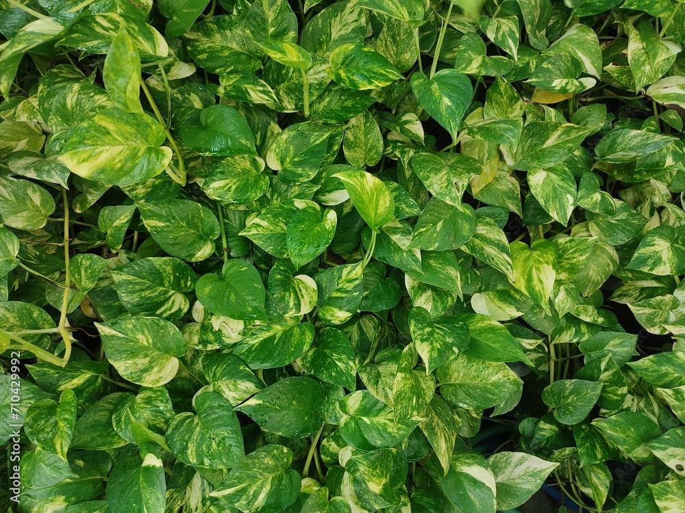 Ivory betel is a semi epiphytic climbing plant that people usually plant to decorate their yards or rooms. Ivory betel is a semi epiphytic climbing plant that people usually plant to decorate their yards or rooms.
