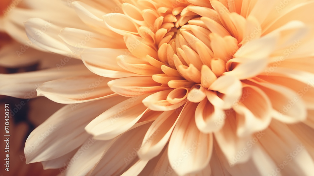 orange flower close-up chrysanthemum, autumn background, soft light