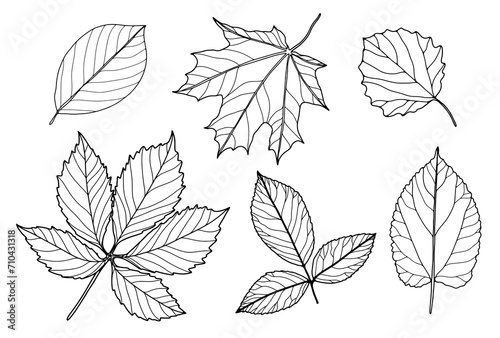 Set of outlines of various branches and leaves on a white background. Leaves for coloring books, publications in books and magazines.