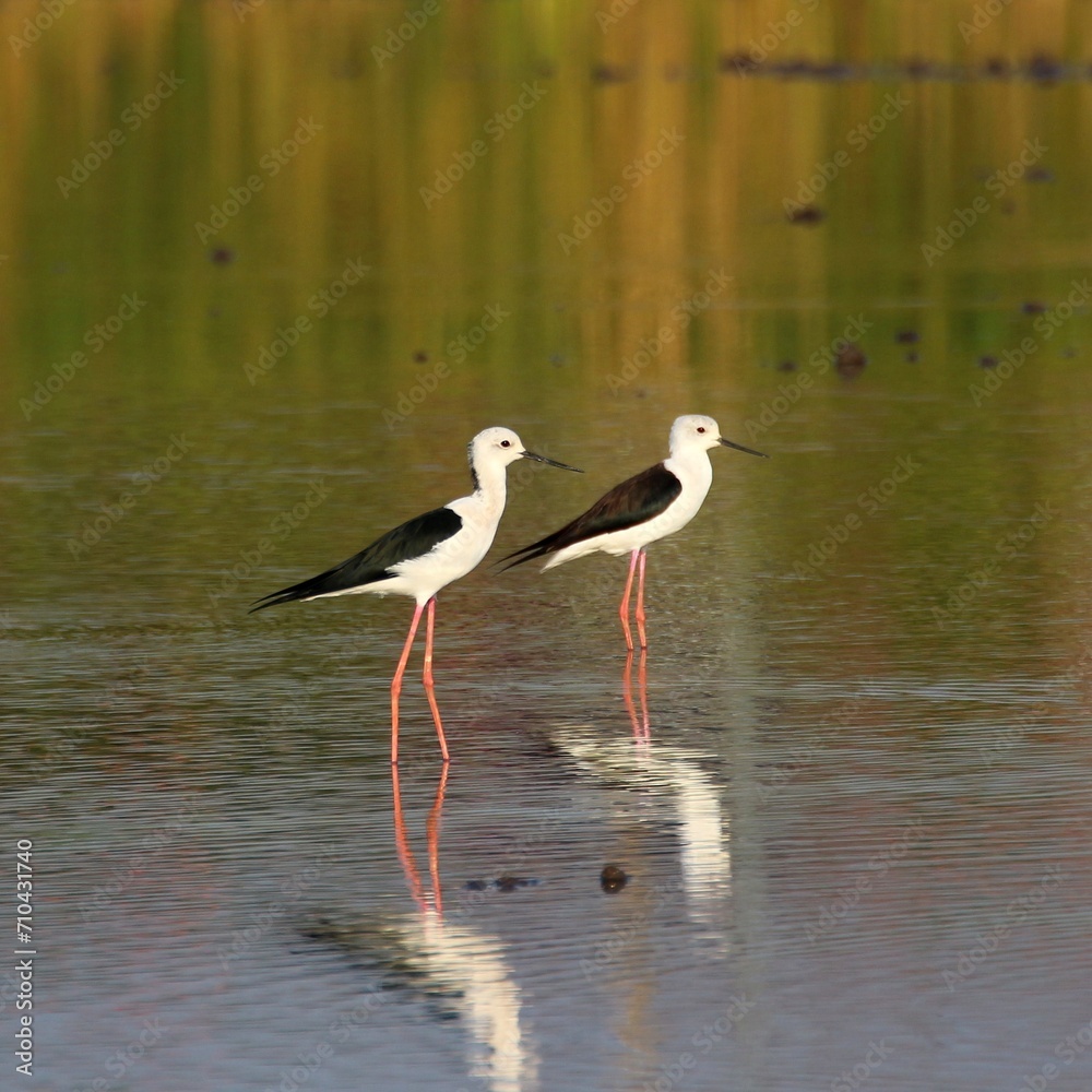 Obraz premium white stork in the water