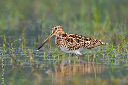 Common Snipe photo