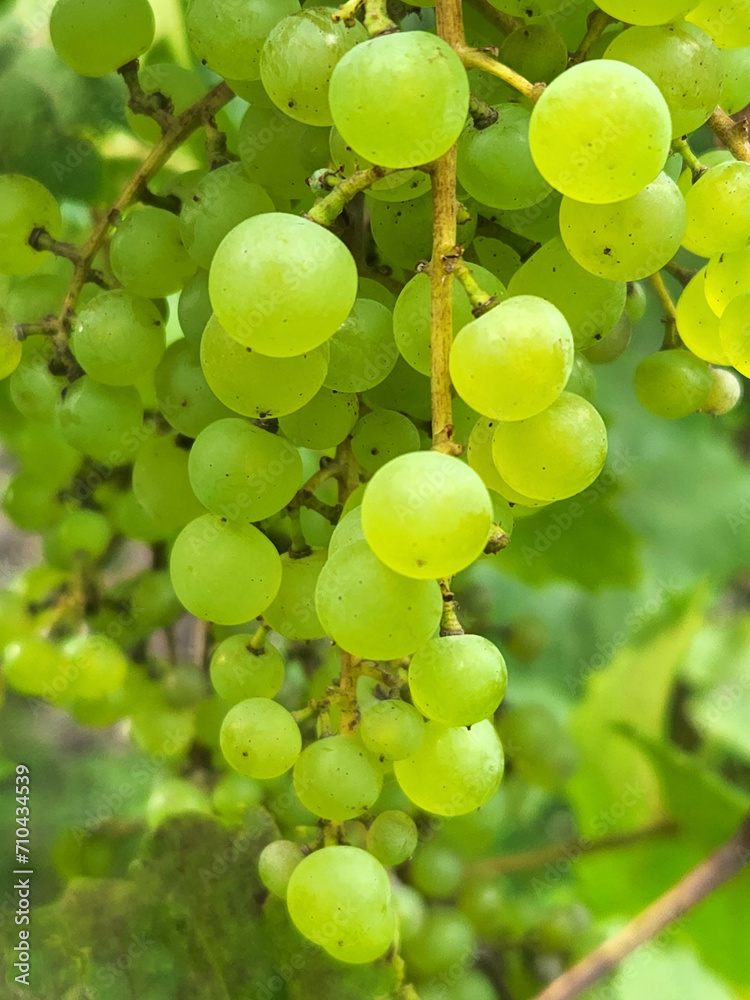 Grape. Bunches of light grapes. Natural background with grapes
