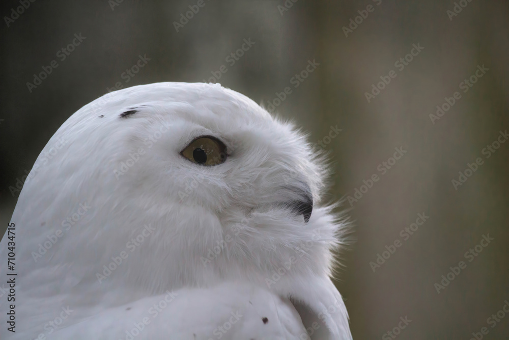 The Snowy Owl (Nyctea scandiaca) (Bubo scandiacus) The Snowy Owl (Nyctea scandiaca) (Bubo scandiacus)