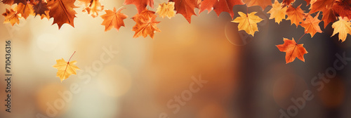 Flying fall maple leaves on autumn background. Falling leaves  seasonal banner with autumn leaf fall.