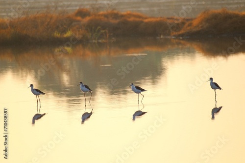 Candle footed birds​ stands​ in​ the shallow water 