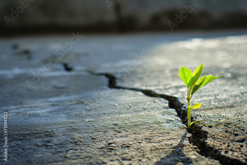 A resilient young plant sprouts through a crack in the concrete, symbolizing hope and the indomitable force of life