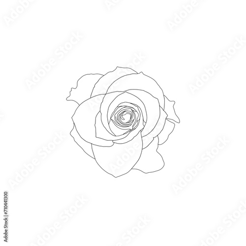 rose vector in white background