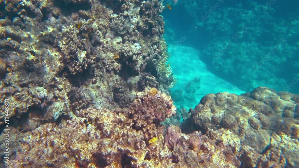 Amazing coral reef and fish Amazing coral reef and fish