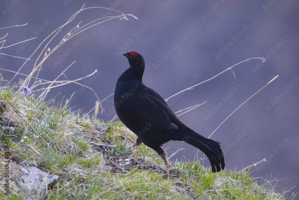 Caucasian Grouse