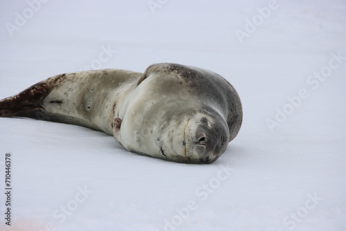 Leopard Seal (Hydrurga leptonyx) near Pleneau Island, Antarctic Peninsula.