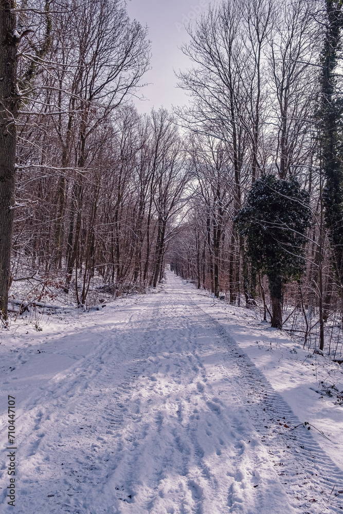 winter road in the forest with sunlight on the side 