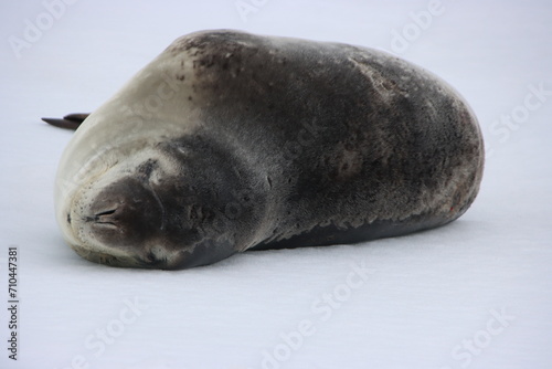 Leopard Seal (Hydrurga leptonyx) near Pleneau Island, Antarctic Peninsula. photo