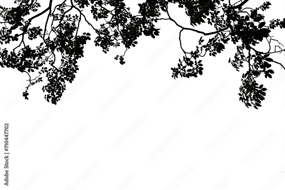 Fototapeta premium Silhouette of branches with leaves of a big tree isolated on a png file with a transparent background.