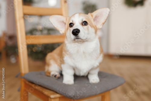 Portrait of adorable, happy smiling dog of the corgi breed. Beloved pet in the beautiful home.