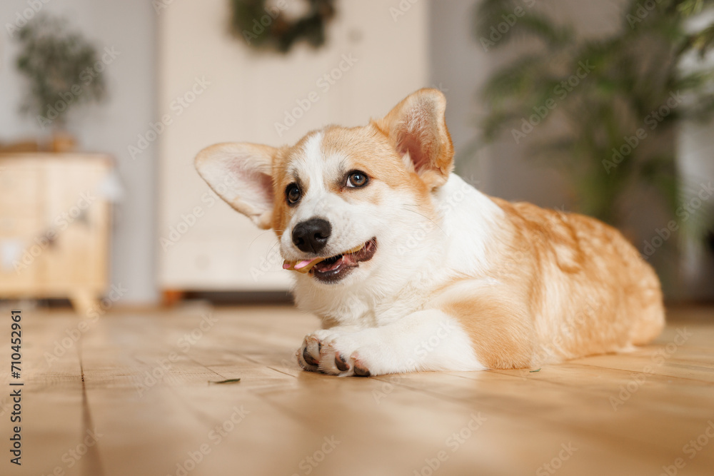 Portrait of adorable, happy smiling dog of the corgi breed. Beloved pet in the beautiful home.