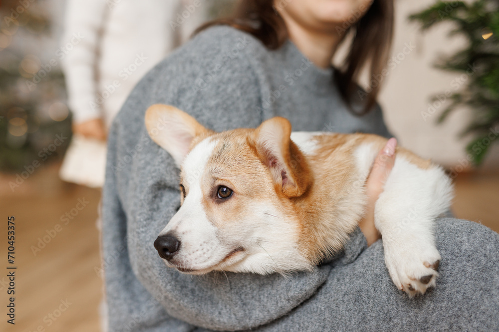 Portrait of adorable, happy smiling dog of the corgi breed. Girl playing with their favorite pet in the beautiful home. Portrait of adorable, happy smiling dog of the corgi breed. Girl playing with their favorite pet in the beautiful home.