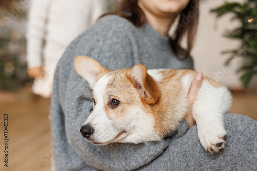 Portrait of adorable, happy smiling dog of the corgi breed. Girl playing with their favorite pet in the beautiful home.