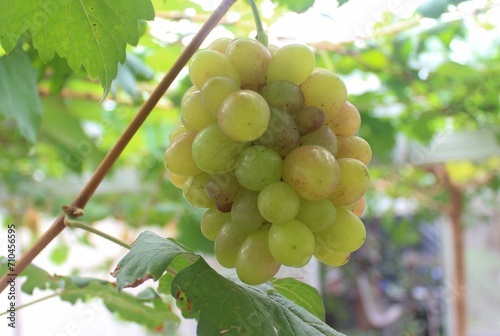 photo of grapes or Vitis vinifera L. in a traditional Indonesian garden. used as an ingredient in grape juice.