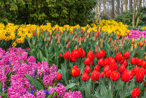 Tulip flower bulb field in garden, spring season in Lisse near Amsterdam Netherlands
