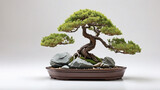 An expensive bonsai tree in a pot with small white stones, isolated on white background, generative ai