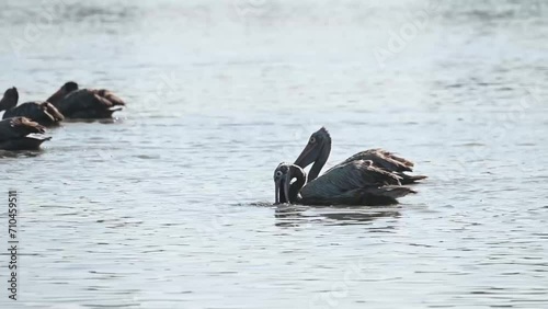 A group of Spot-billed pelicans floating around playfully in Kaziranga national park photo