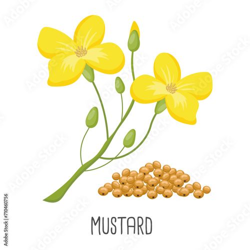 Yellow mustard flowers and mustard seeds on a white background. Agriculture, illustration, vector