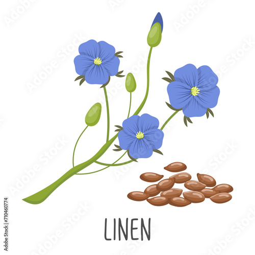 Blue flax flowers and flax seeds on a white background. Linen. Illustration, vector