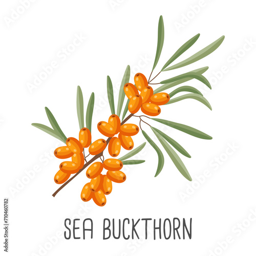 Sea buckthorn branch with berries on a white background. Medicine plant, illustration, vector