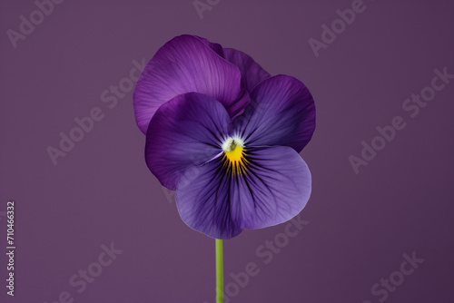 Viola tricolor ícone simples e minino 
 photo