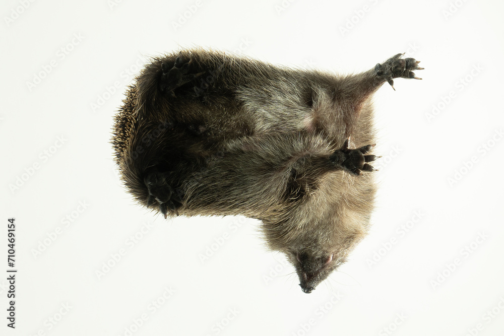 Obraz premium igel perspektive froschperspektive tier