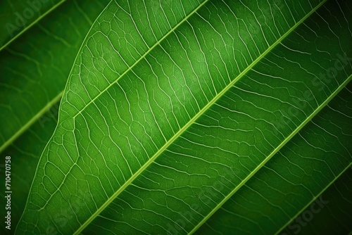 Closeup tropical leaves with abstract green texture, creating a natural macro background.