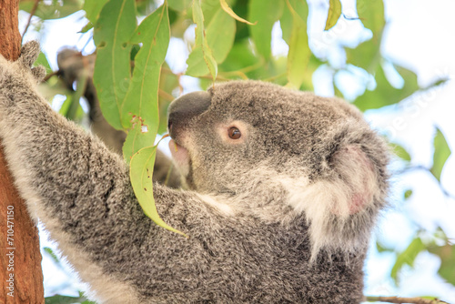 Fototapeta Naklejka Na Ścianę i Meble -  A Koala’s Peaceful Moment Among Eucalyptus Leaves