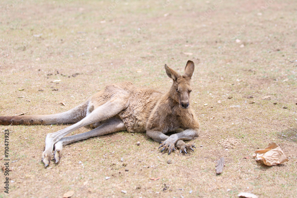 A Restful Moment: Kangaroo Lounging in Nature A Restful Moment: Kangaroo Lounging in Nature