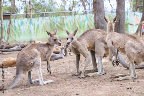 Kangaroos Gathering in a Peaceful Enclosure