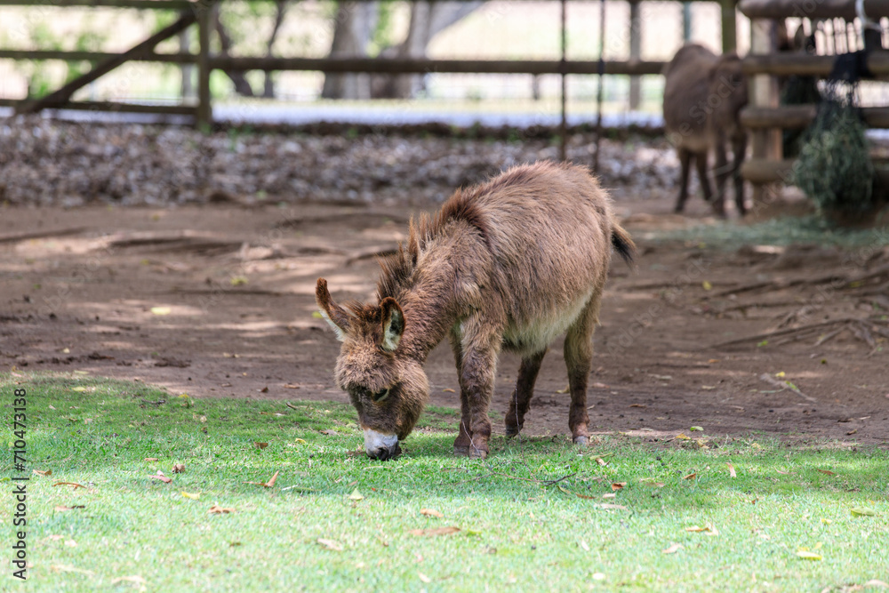 Fototapeta premium Donkeys Grazing Peacefully in a Green Pasture