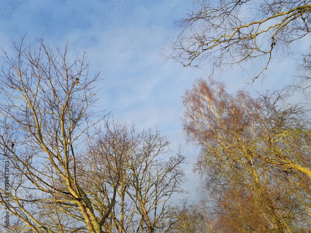 Summertime sky with trees Summertime sky with trees