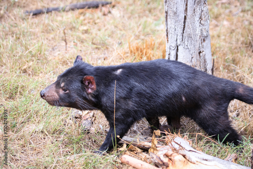 A Black Tasmanian Devil Roaming the Wild A Black Tasmanian Devil Roaming the Wild