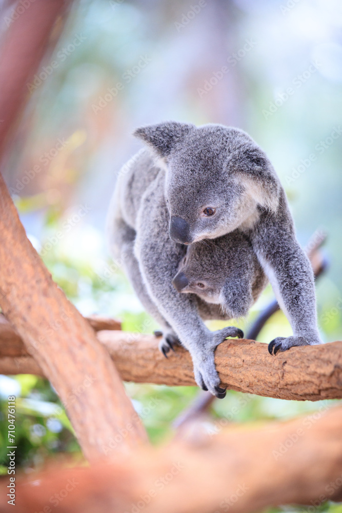 Naklejka premium A Tender Moment: Mother Koala with Her Joey