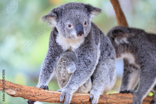 Fototapeta Naklejka Na Ścianę i Meble -  A Tender Moment: Mother Koala with Her Joey