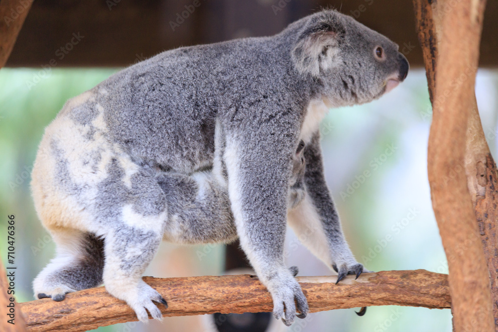 Obraz premium A Tender Moment: Mother Koala with Her Joey