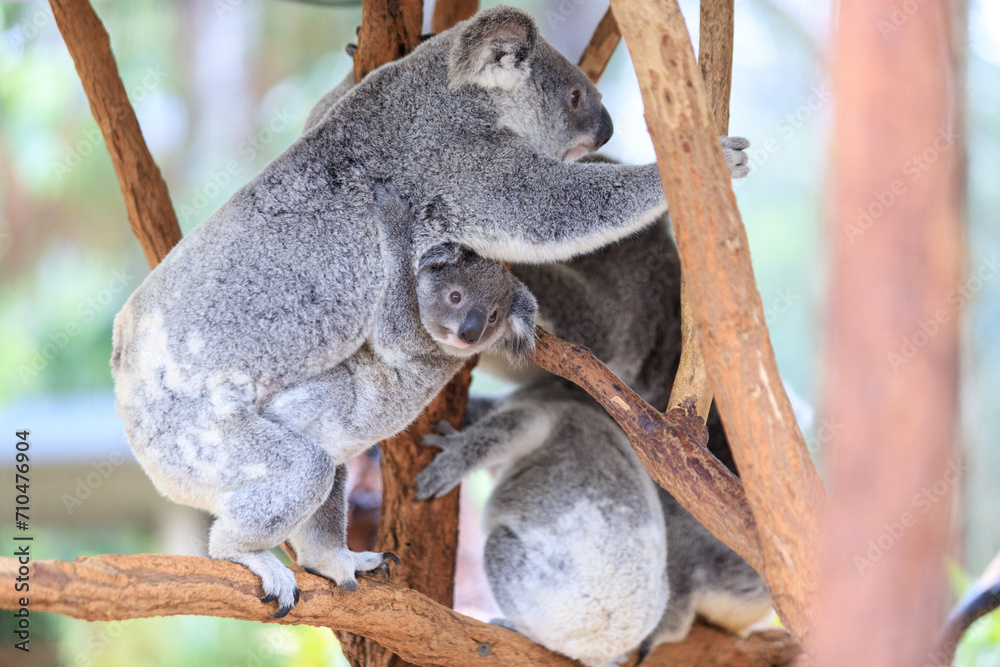 A Tender Moment: Mother Koala with Her Joey A Tender Moment: Mother Koala with Her Joey