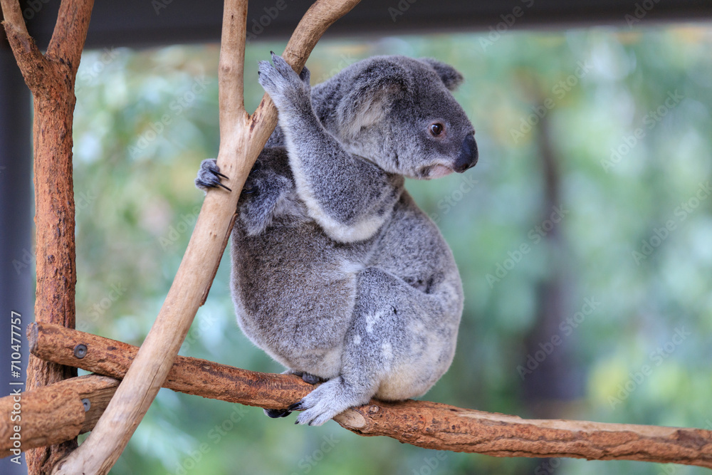Fototapeta premium A Tender Moment: Mother Koala with Her Joey
