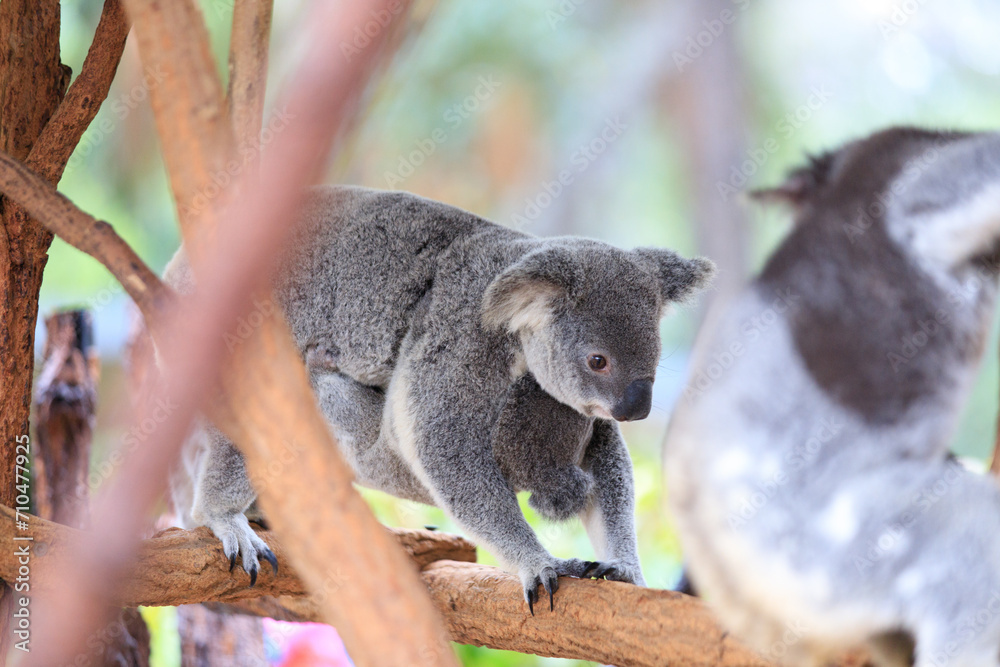 Fototapeta premium A Tender Moment: Mother Koala with Her Joey