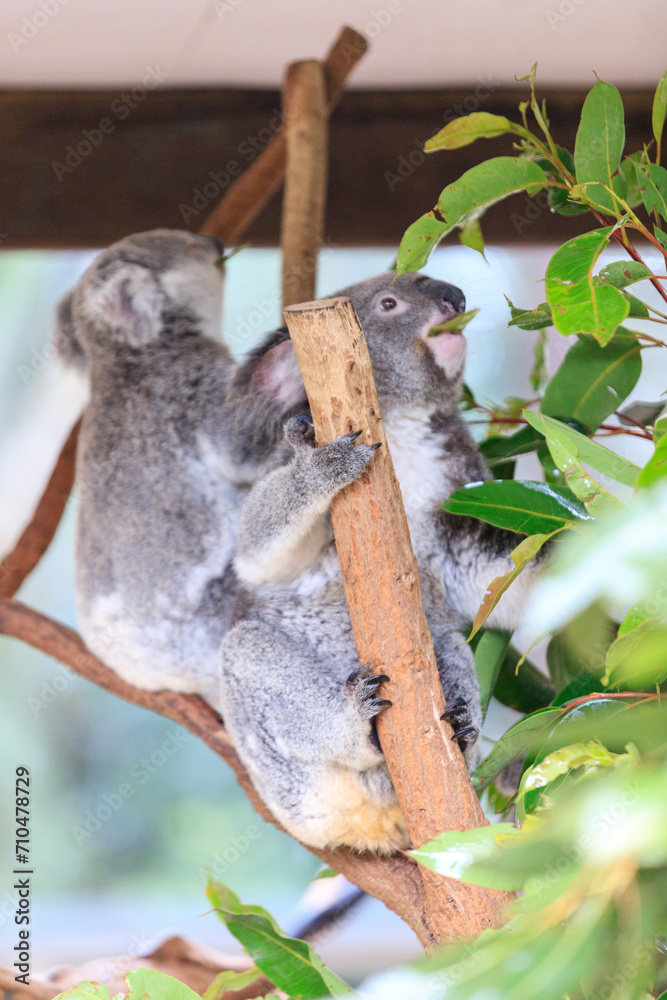 Fototapeta premium A Tender Moment: Mother Koala with Her Joey