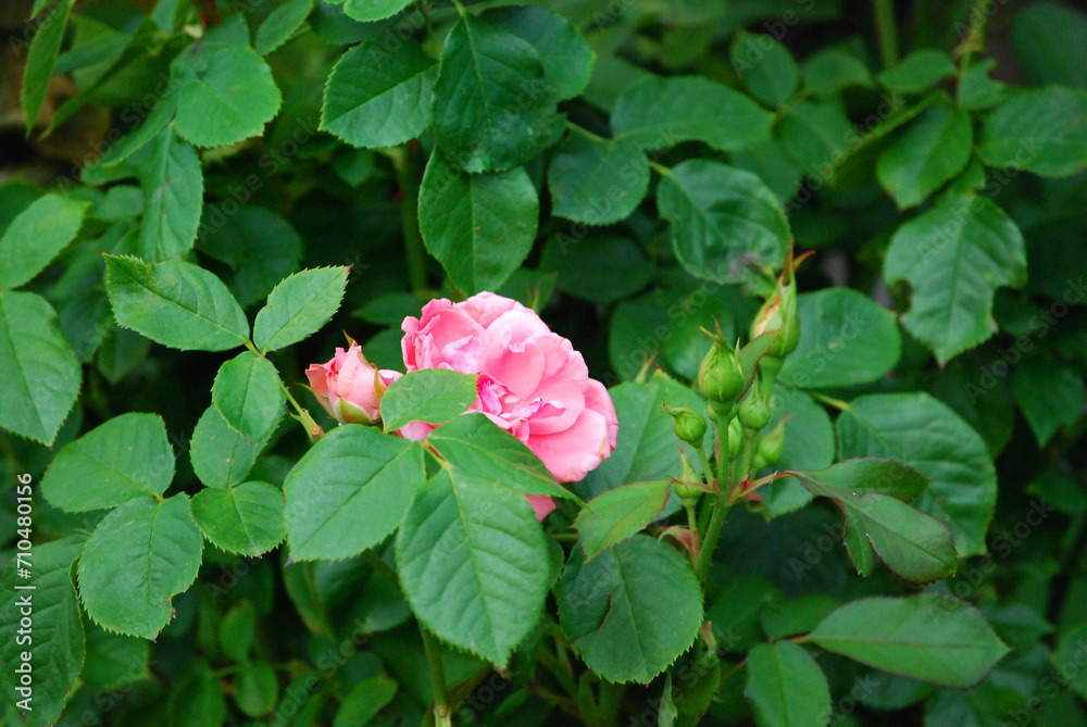 Ein Rosenstrauch mit vielen Knospen und rosa Blüten. Ein Rosenstrauch mit vielen Knospen und rosa Blüten.