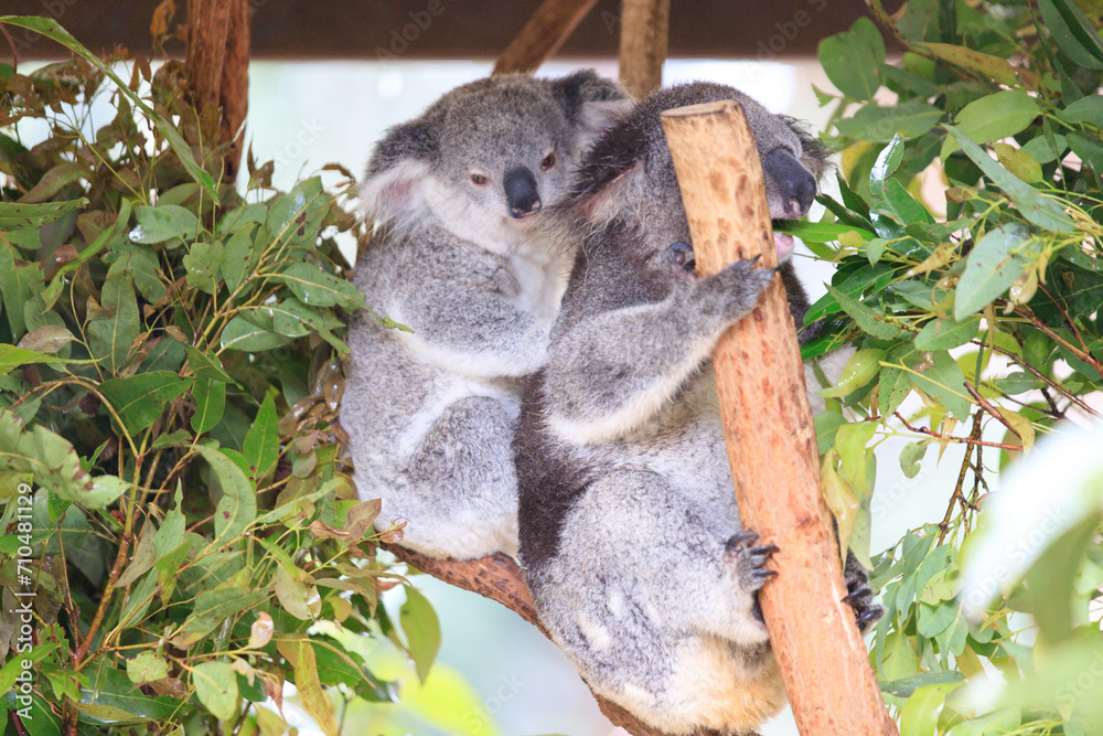 Obraz premium A Tender Moment: Mother Koala with Her Joey